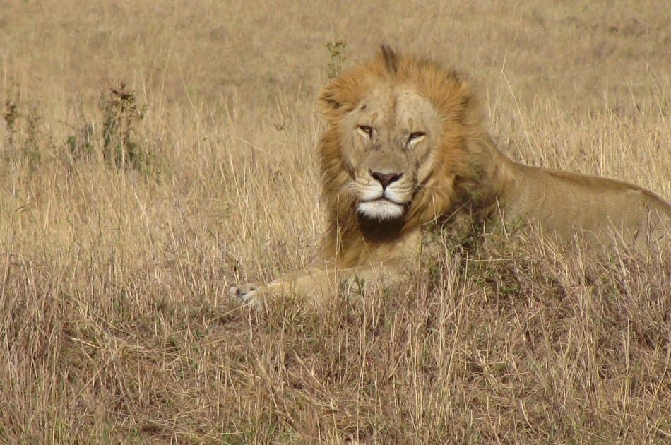 Remarkable Nairobi Half Day Tour: Animal Orphanage & Elephant centre - Photo 5