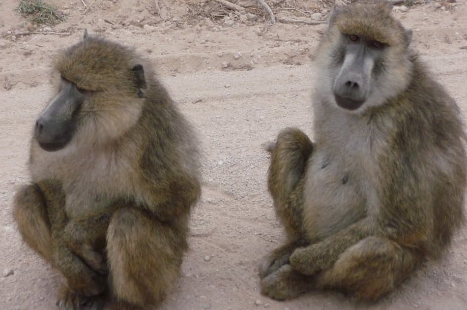Remarkable Nairobi Half Day Tour: Animal Orphanage & Elephant centre - Photo 6