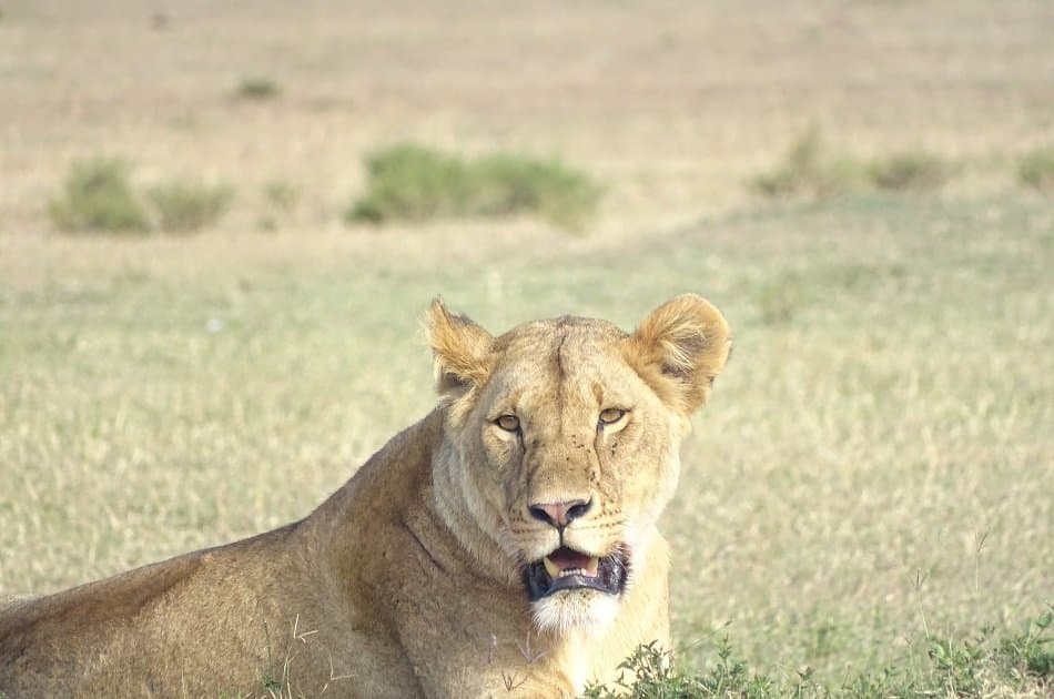 Remarkable Nairobi Half Day Tour: Animal Orphanage & Elephant centre - Photo 7