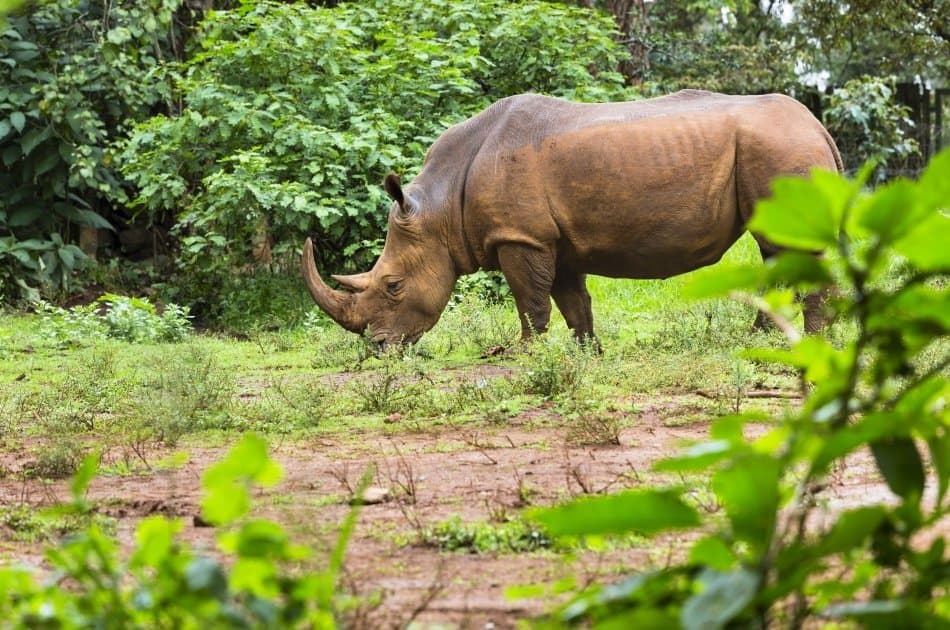 Unforgettable Full-day Private Nairobi Tour - Photo 14