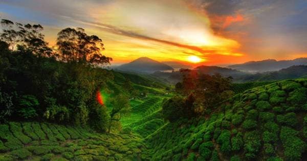 Cameron Highland Day Tour from Kuala Lumpur - Photo 1