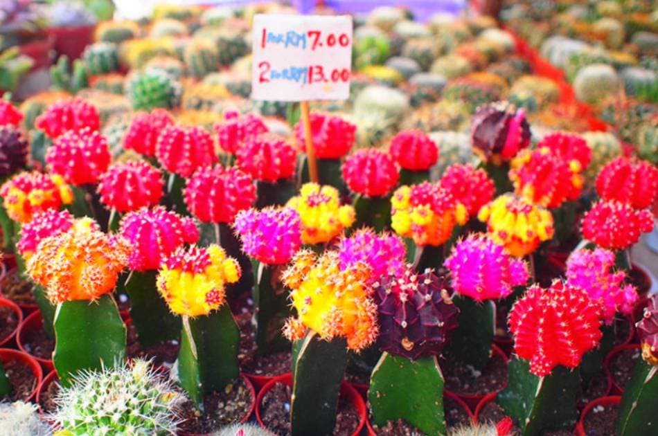 Cameron Highland Day Tour from Kuala Lumpur - Photo 6