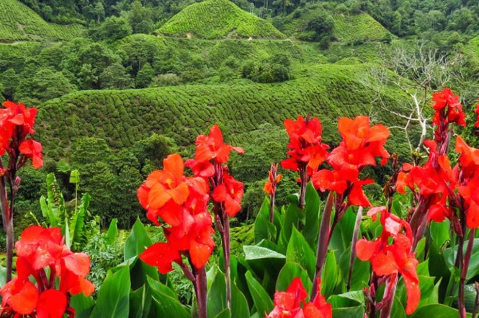 Cameron Highland Day Tour from Kuala Lumpur - Photo 7