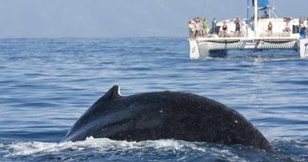 7 Hour Private Catamaran SB Tour ( up to 45 people) - Photo 1