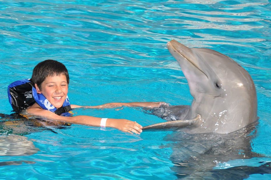 Dolphin Encounter in Isla Mujeres - Photo 5