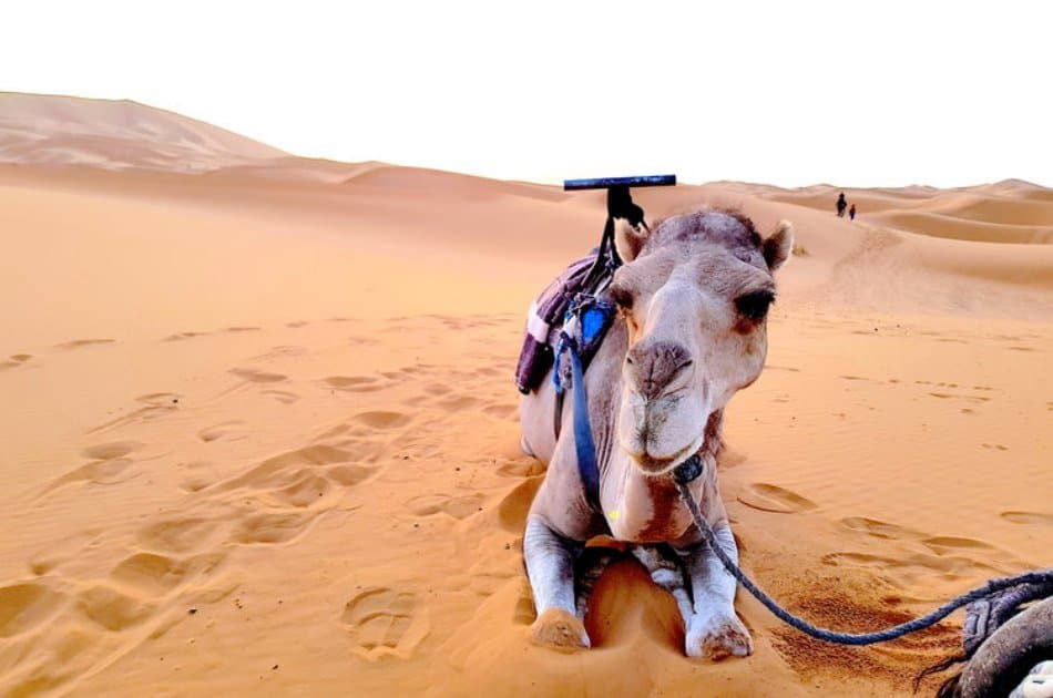 Sahara, Camels and Atlas Mountains private Tour from Marrakech in 3 Days - Photo 6