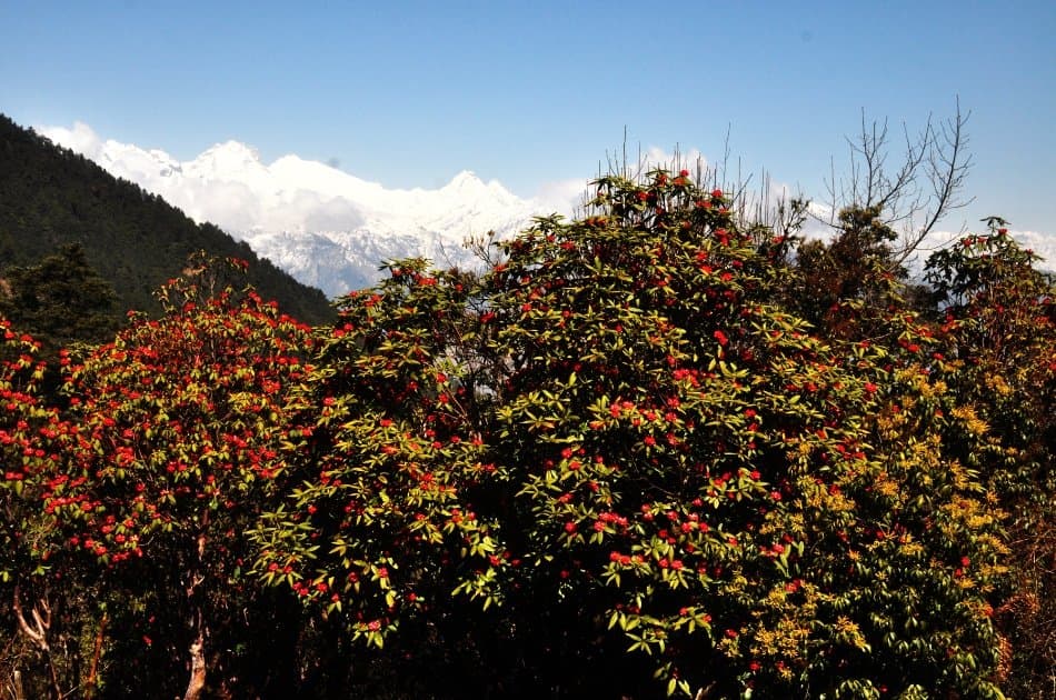 12 Day Annapurna Base Camp Trek - Photo 8