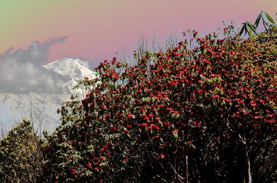 12 Day Annapurna Base Camp Trek - Photo 6