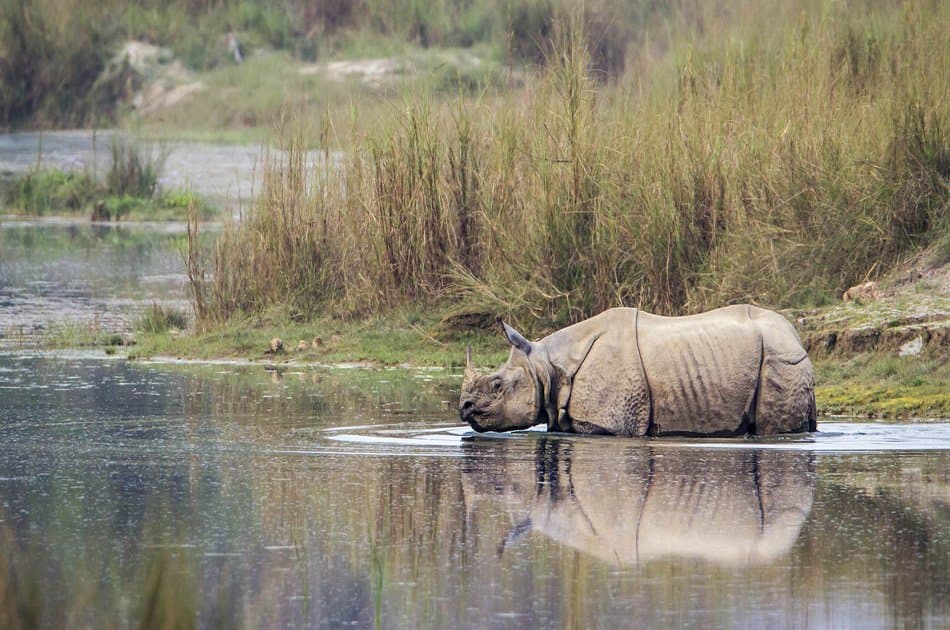 2 Nights 3 Days Chitwan National Park Safari Tour - Photo 8