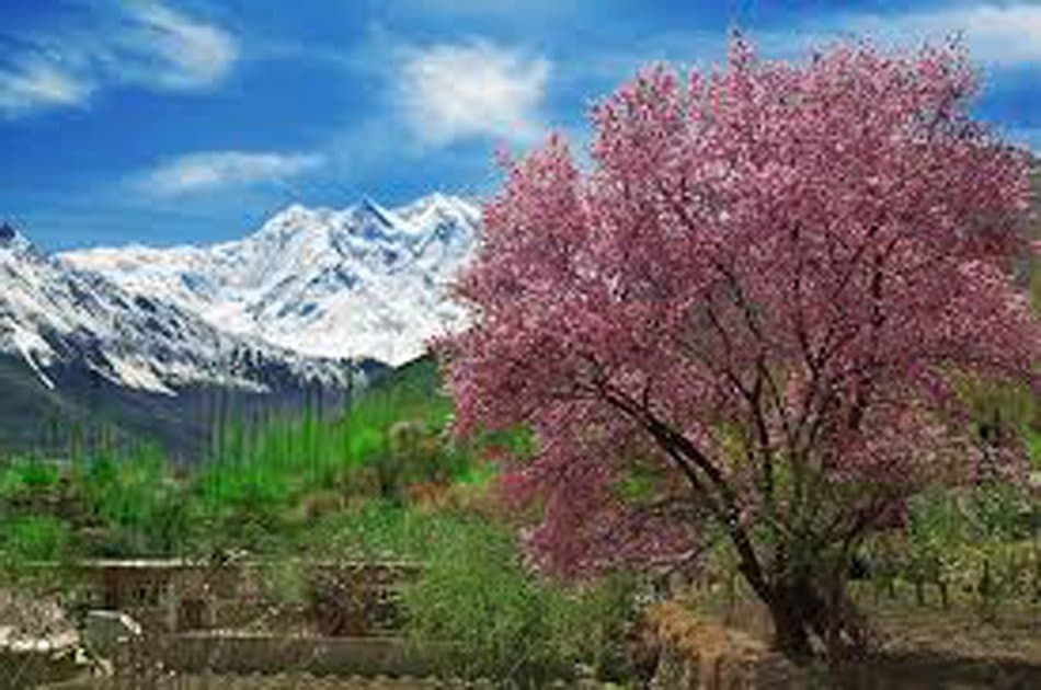 07 Day Apricot/Cherry Blossom Tour From Islamabad - Photo 5