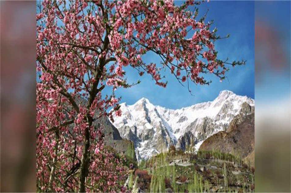 07 Day Apricot/Cherry Blossom Tour From Islamabad - Photo 6