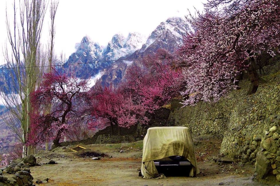 07 Day Apricot/Cherry Blossom Tour From Islamabad - Photo 4