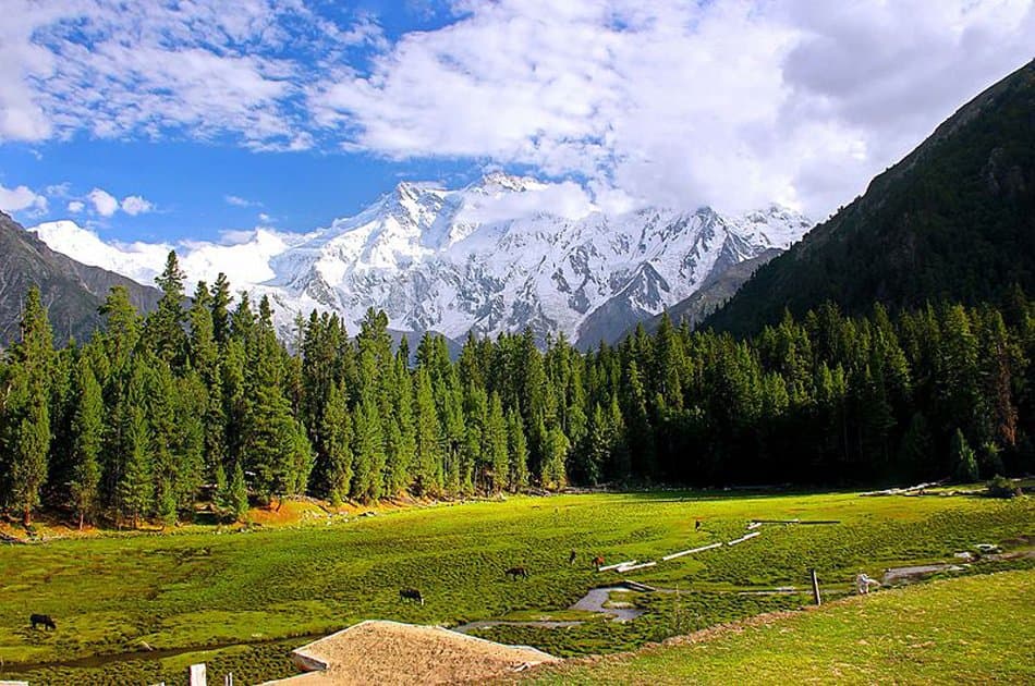 07 Days Trek Fairy Meadows Nanga Parbat Base Camp Pakistan - Photo 2
