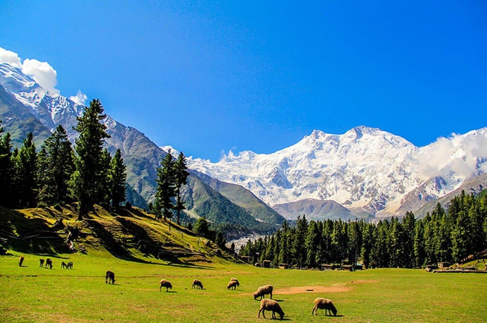 07 Days Trek Fairy Meadows Nanga Parbat Base Camp Pakistan - Photo 4