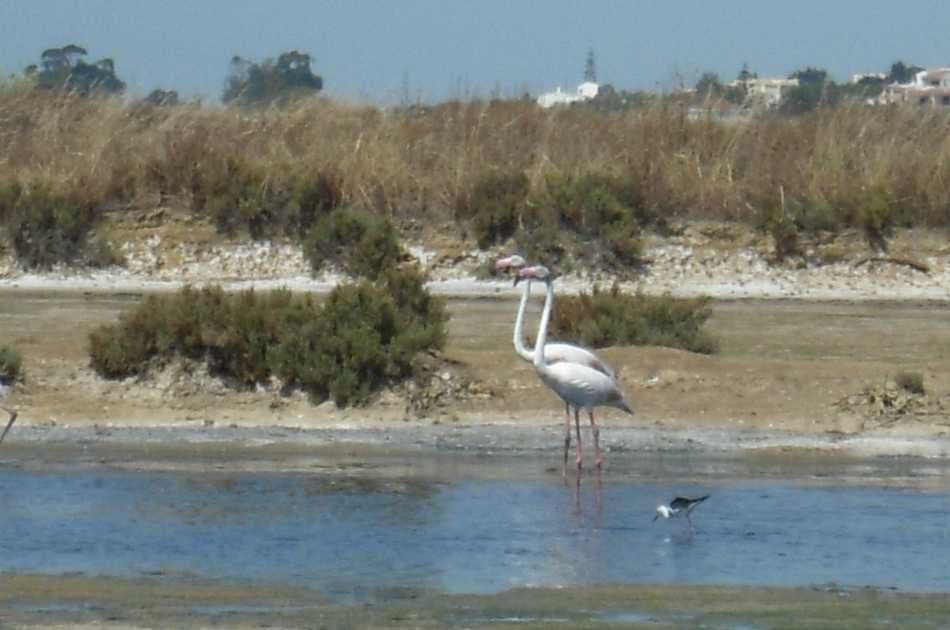 3 Hour Ria Formosa Sailing Trip From Faro - Photo 4