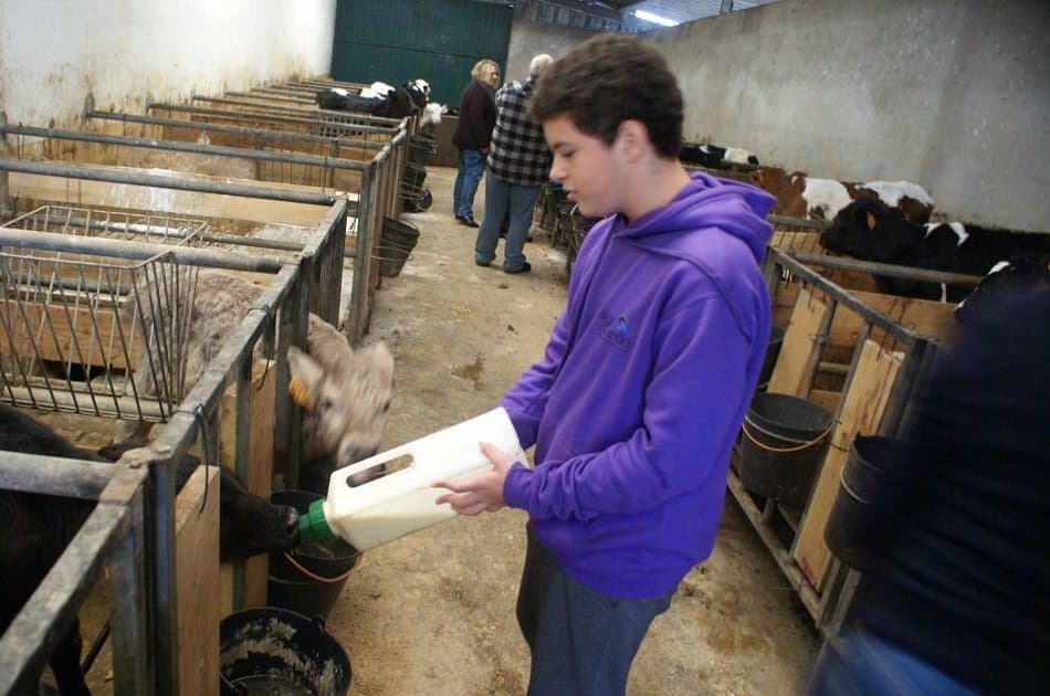 Day at the Farm in the Azores (Interact With the Animals) - Photo 6