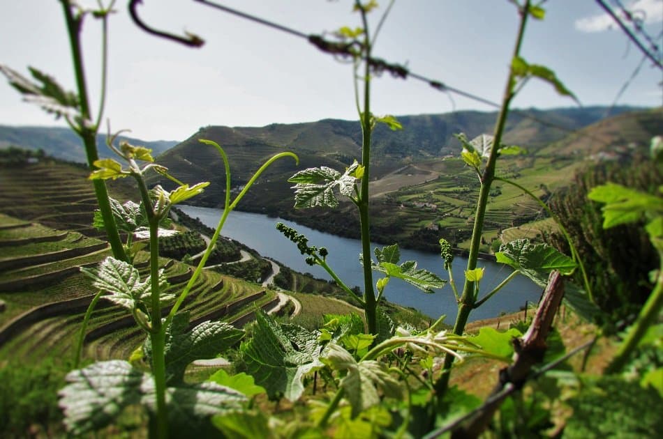 Enjoy a Tasty Douro Valley Private Full Day Wine Tour - Photo 15