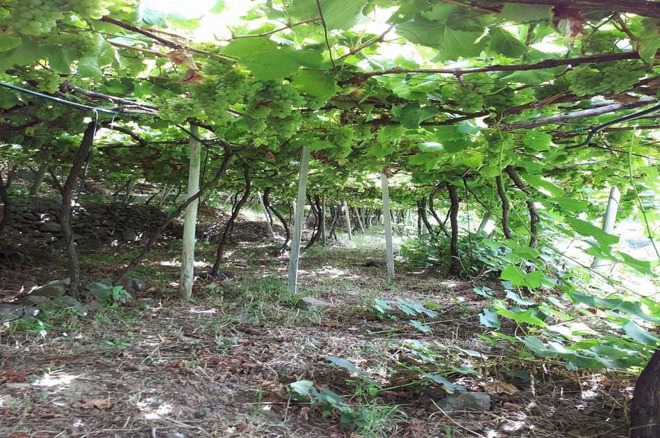 Nature & Wine Tasting Experience – Open Roof 4x4 Tour - Photo 10