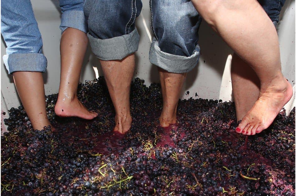Private Douro Valley Grape Harvest Tour w/ Wine Tasting & Lunch - Photo 2