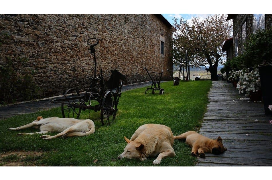 Private Douro Valley Grape Harvest Tour w/ Wine Tasting & Lunch - Photo 3
