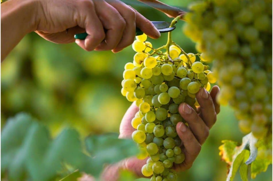 Private Douro Valley Grape Harvest Tour w/ Wine Tasting & Lunch - Photo 5