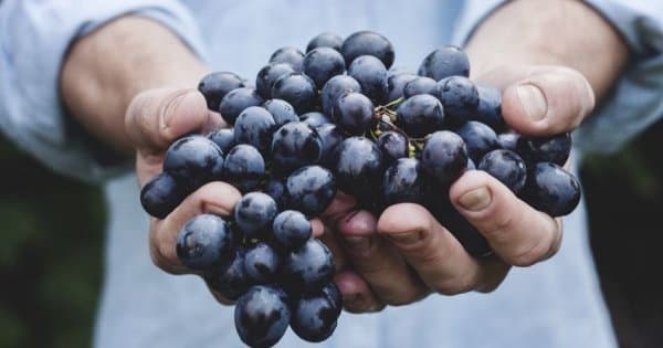 Private Douro Valley Grape Harvest Tour w/ Wine Tasting & Lunch - Photo 1