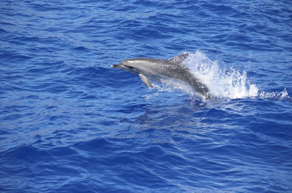 Spectacular Land & Sea Pack Tour- Open Roof 4x4 +Dolphin - Photo 6