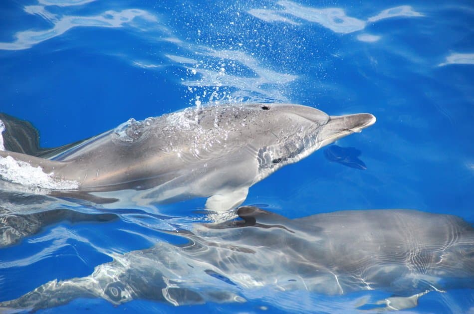 Spectacular Land & Sea Pack Tour- Open Roof 4x4 +Dolphin - Photo 7