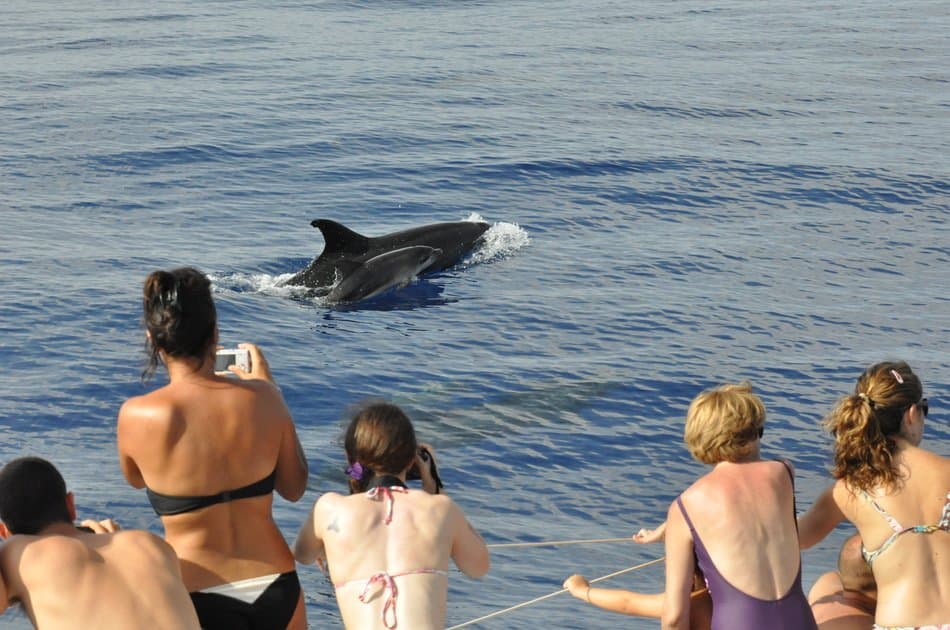 Spectacular Land & Sea Pack Tour- Open Roof 4x4 +Dolphin - Photo 8