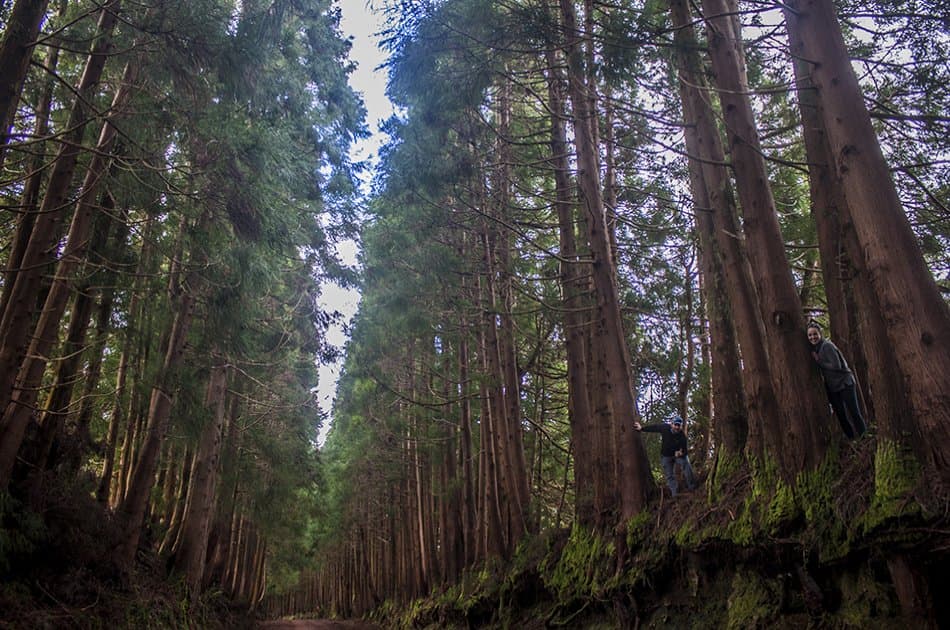 Volcanos & Forest 4x4 Day Tour from Praia de Vitoria and Angra in Azores - Photo 2