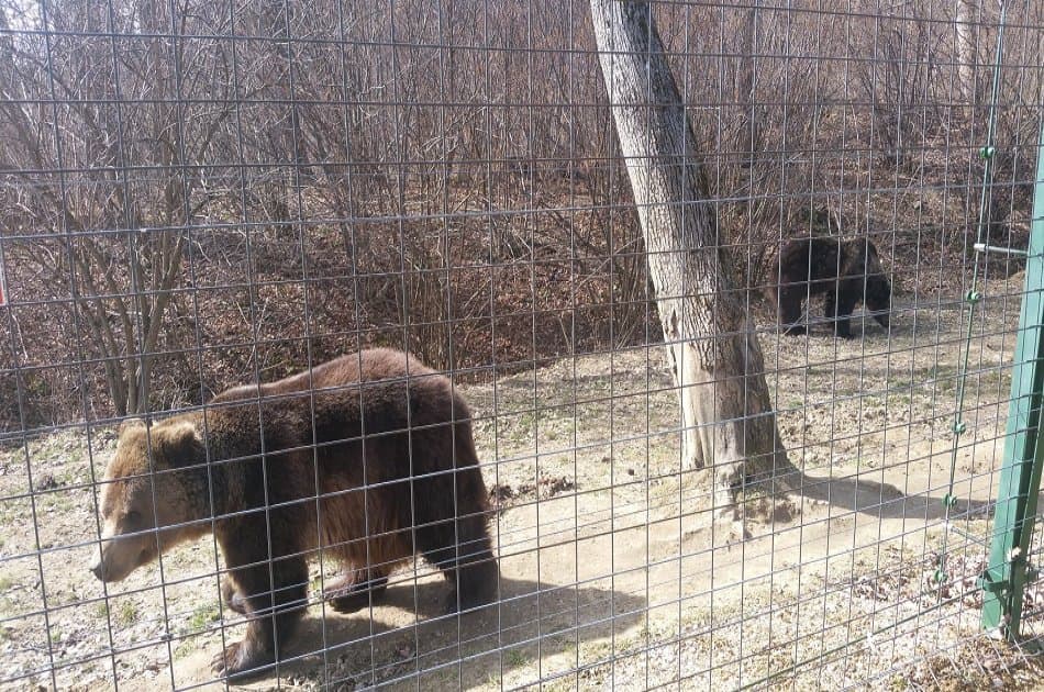 Small-Group Libearty-Liberty Bear Sanctuary Zarnesti Trip from Brasov - Photo 2