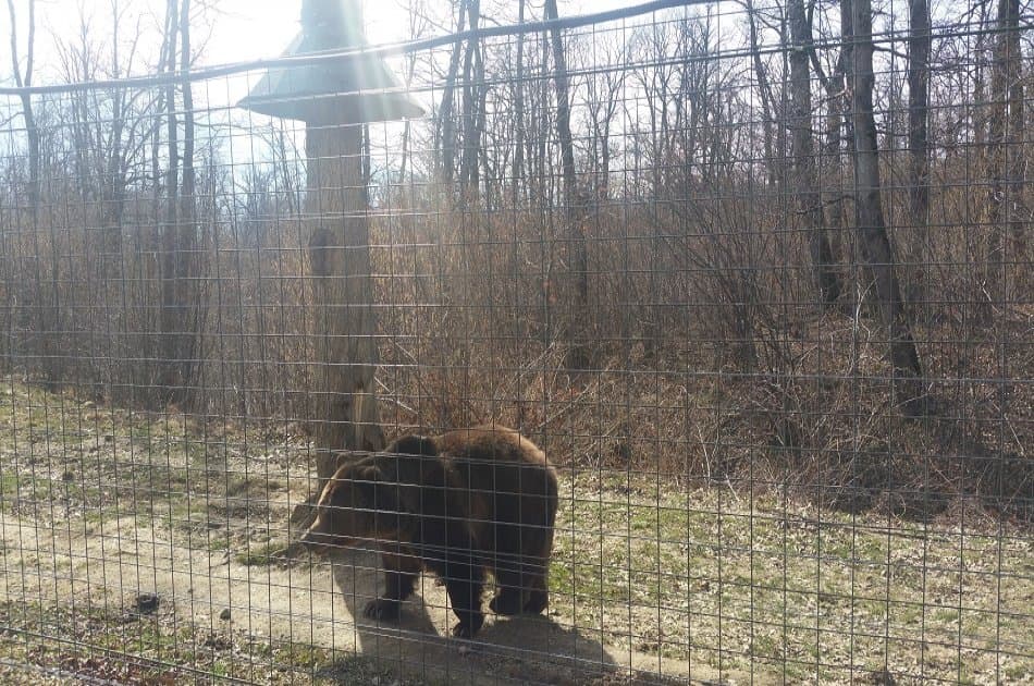 Small-Group Libearty-Liberty Bear Sanctuary Zarnesti Trip from Brasov - Photo 3