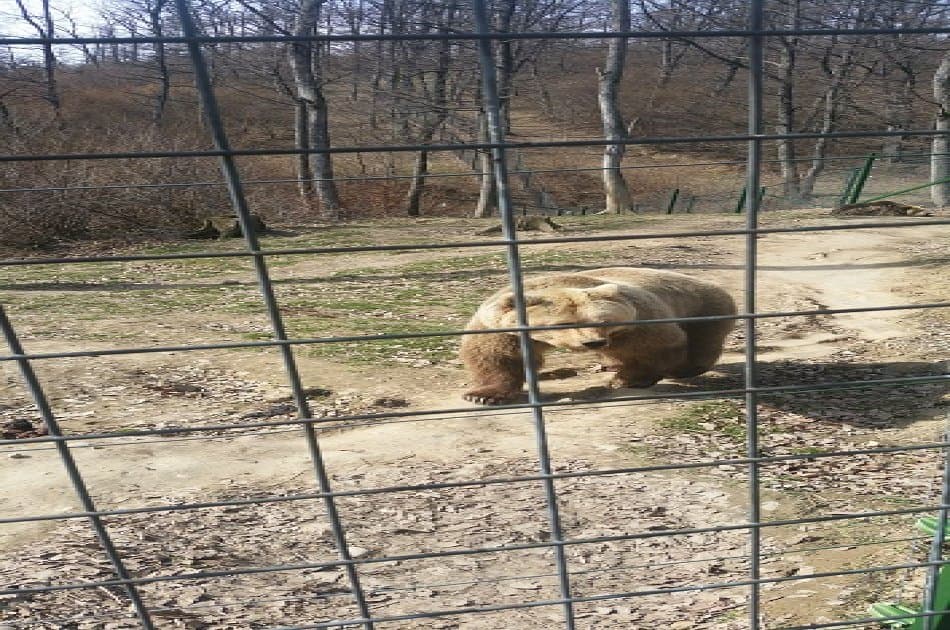 Small-Group Libearty-Liberty Bear Sanctuary Zarnesti Trip from Brasov - Photo 5
