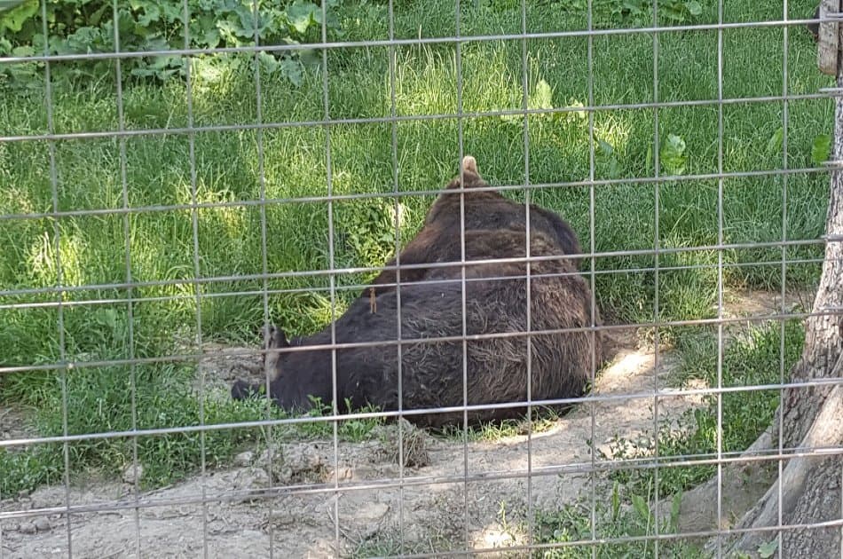 Small-Group Libearty-Liberty Bear Sanctuary Zarnesti Trip from Brasov - Photo 6