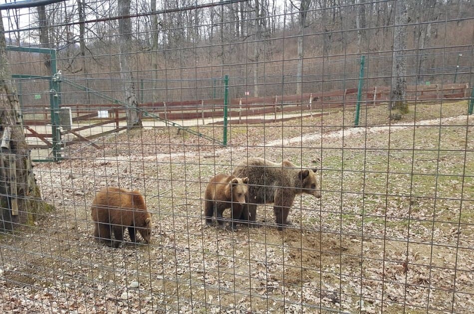 Small-Group Libearty-Liberty Bear Sanctuary Zarnesti Trip from Brasov - Photo 7