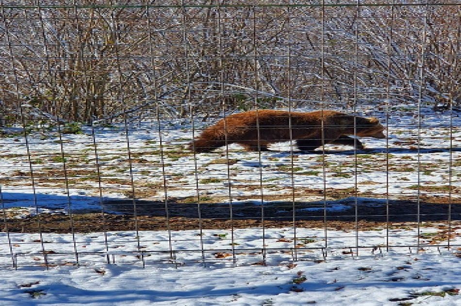 Small-Group Libearty-Liberty Bear Sanctuary Zarnesti Trip from Brasov - Photo 8