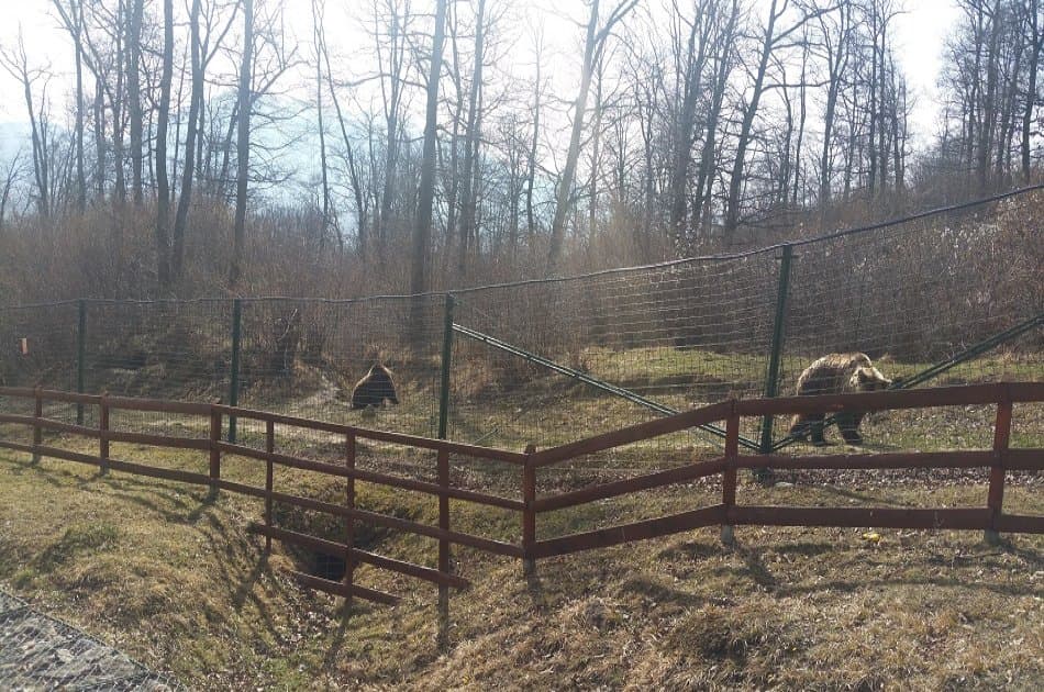 Small-Group Libearty-Liberty Bear Sanctuary Zarnesti Trip from Brasov - Photo 11