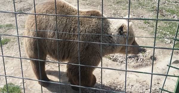 Small-Group Libearty-Liberty Bear Sanctuary Zarnesti Trip from Brasov - Photo 1