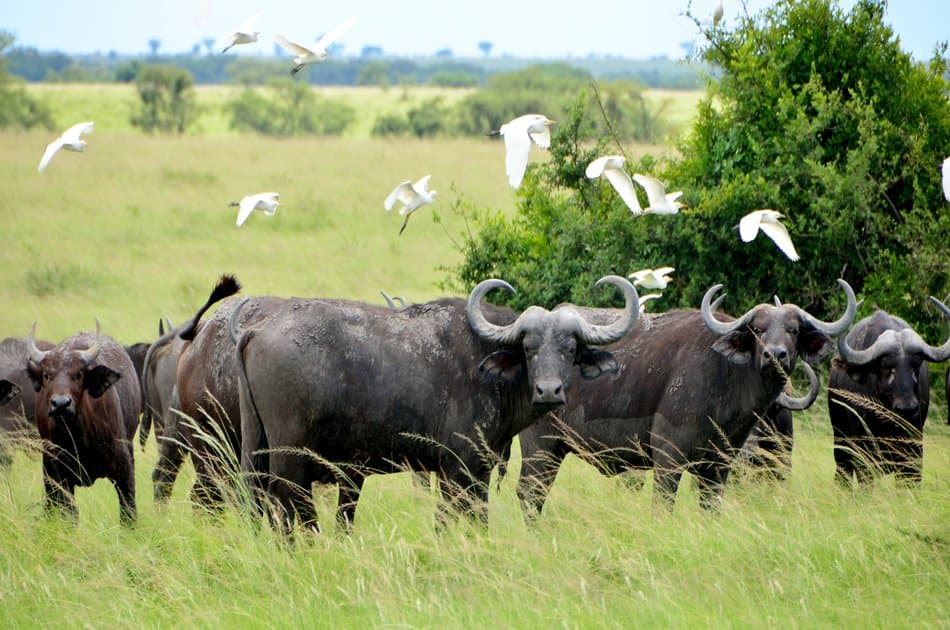 1 Day Big 5 & Big Cats in Akagera National Park Private Tour - Photo 2