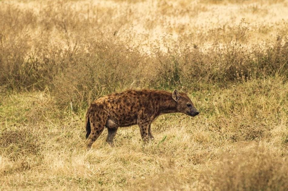 1 Day Big 5 & Big Cats in Akagera National Park Private Tour - Photo 8