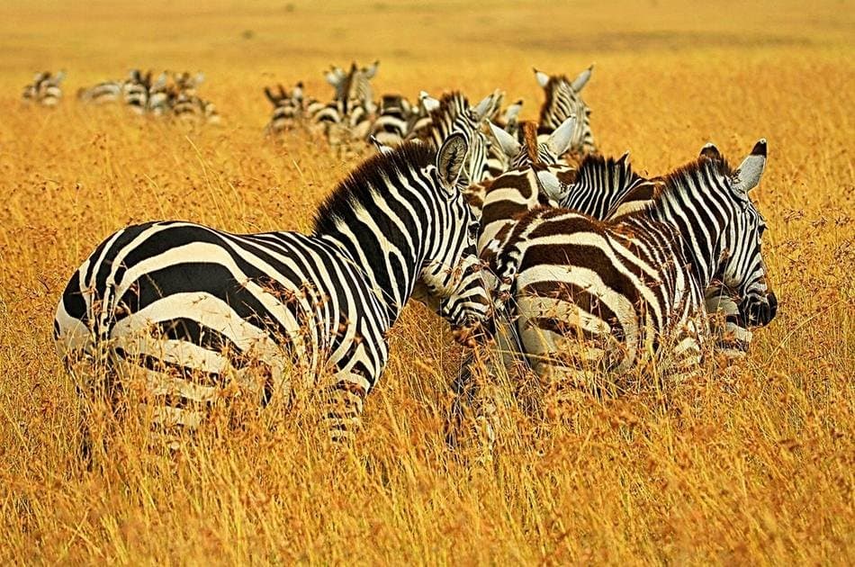 1 Day Big 5 & Big Cats in Akagera National Park Private Tour - Photo 9