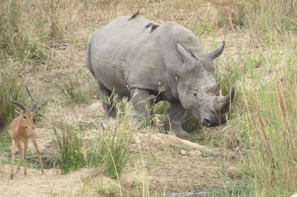 1 Day Big 5 & Big Cats in Akagera National Park Private Tour - Photo 7