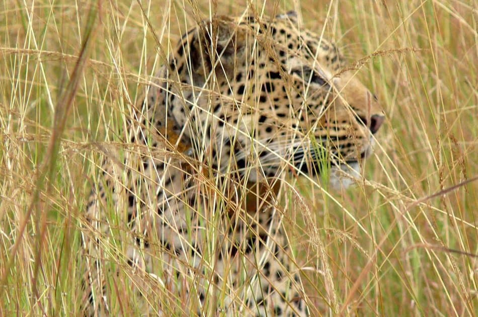 1 Day Big 5 & Big Cats in Akagera National Park Private Tour - Photo 10