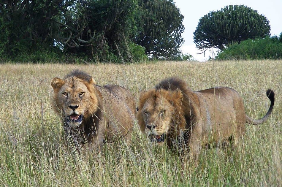 1 Day Big 5 & Big Cats in Akagera National Park Private Tour - Photo 11