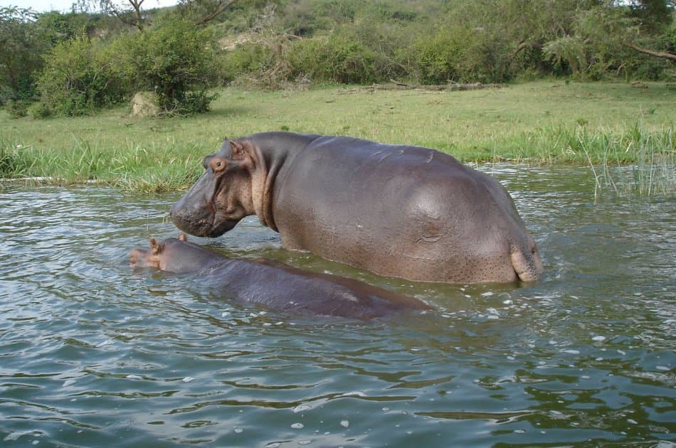 1 Day Big 5 & Big Cats in Akagera National Park Private Tour - Photo 12