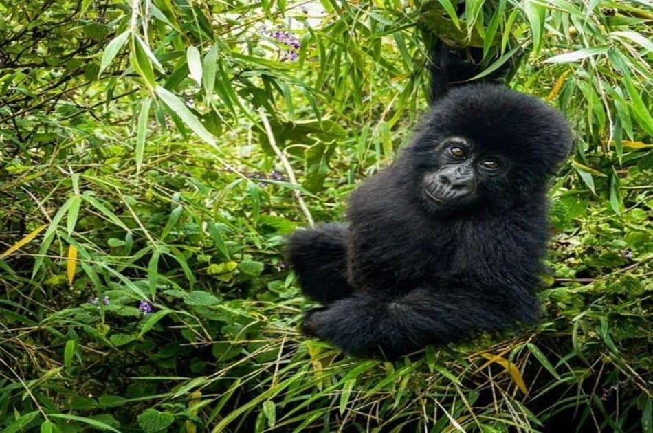 Full Day Rwanda Gorilla Trekking Tour - Photo 4