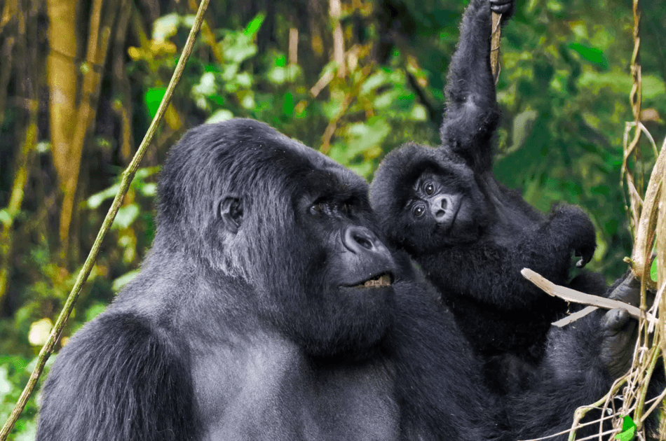 Full Day Rwanda Gorilla Trekking Tour - Photo 5