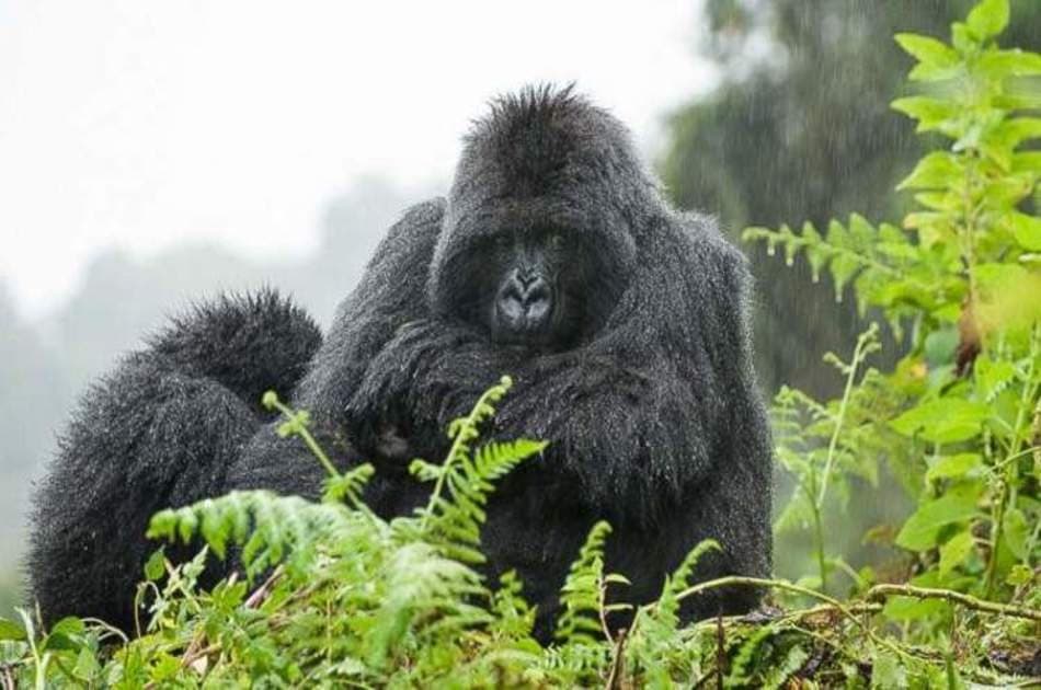 Full Day Rwanda Gorilla Trekking Tour - Photo 9
