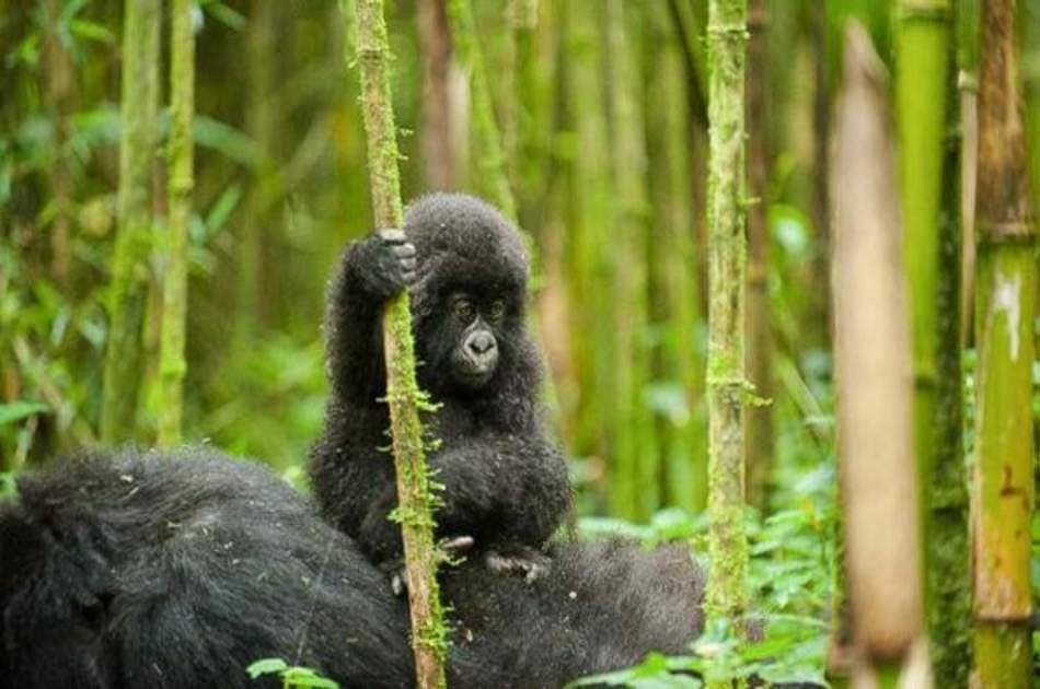 Full Day Rwanda Gorilla Trekking Tour - Photo 7