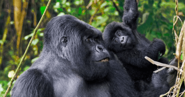 Full Day Rwanda Gorilla Trekking Tour - Photo 1